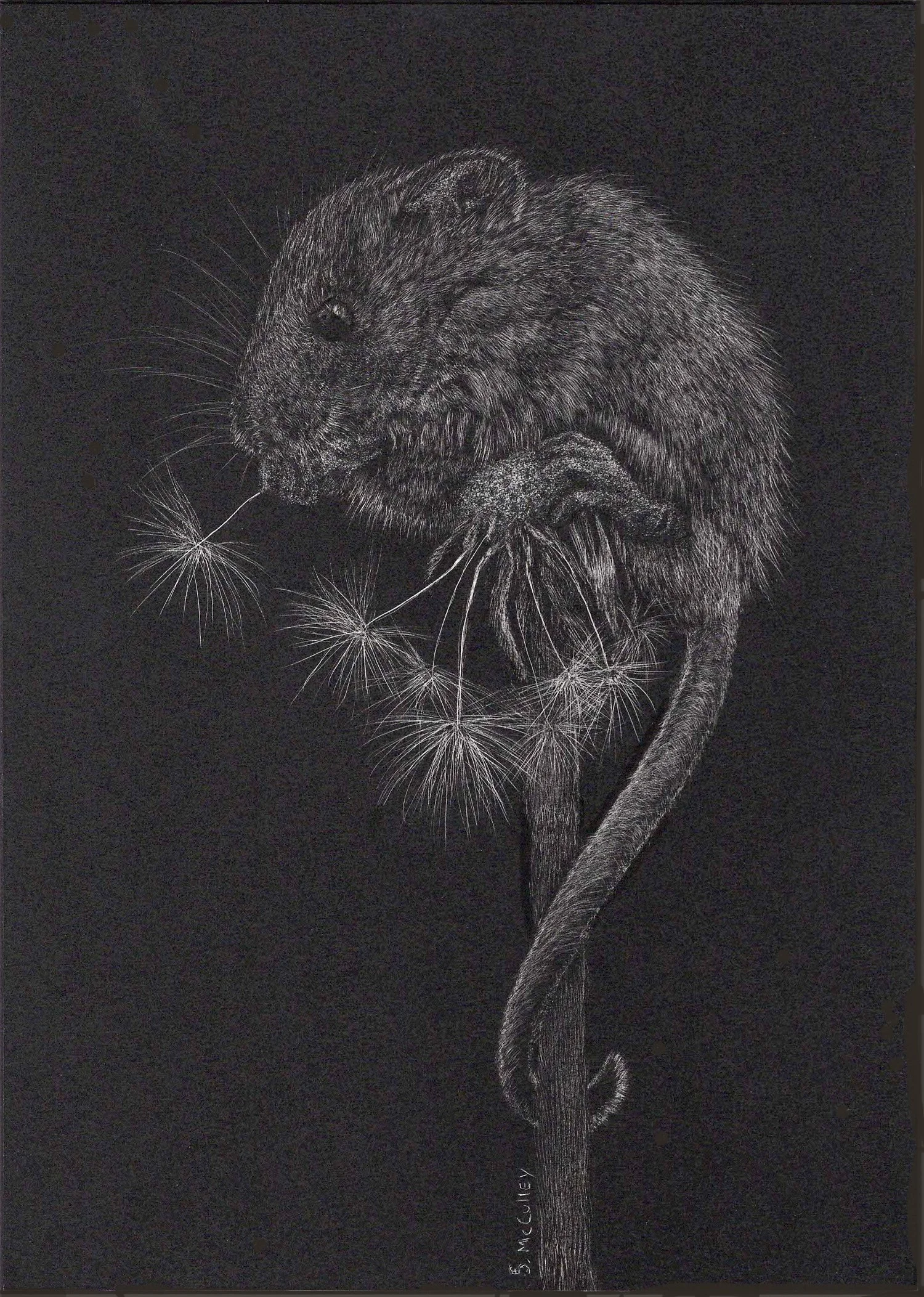 Field Mouse