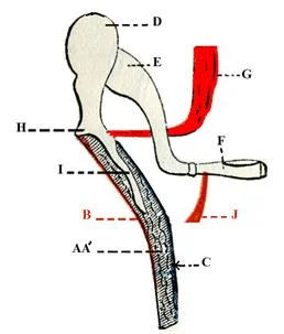 Tensor_tympani-muscle.jpg