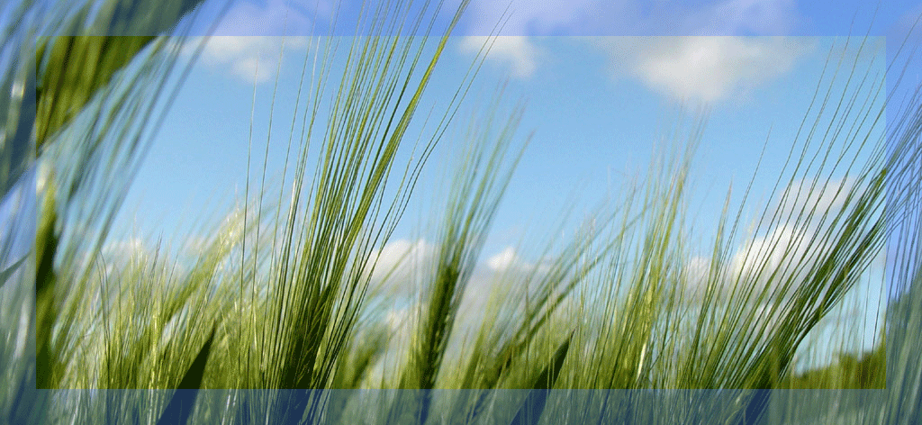 C-_Users_scott_Documents_SpiderOak-Hive_Work_SA-JOHNSON_Clients_CEQA-NEPA_Website-Assets-CEQA-NEPA_Website2014_FrontPageBanner.png