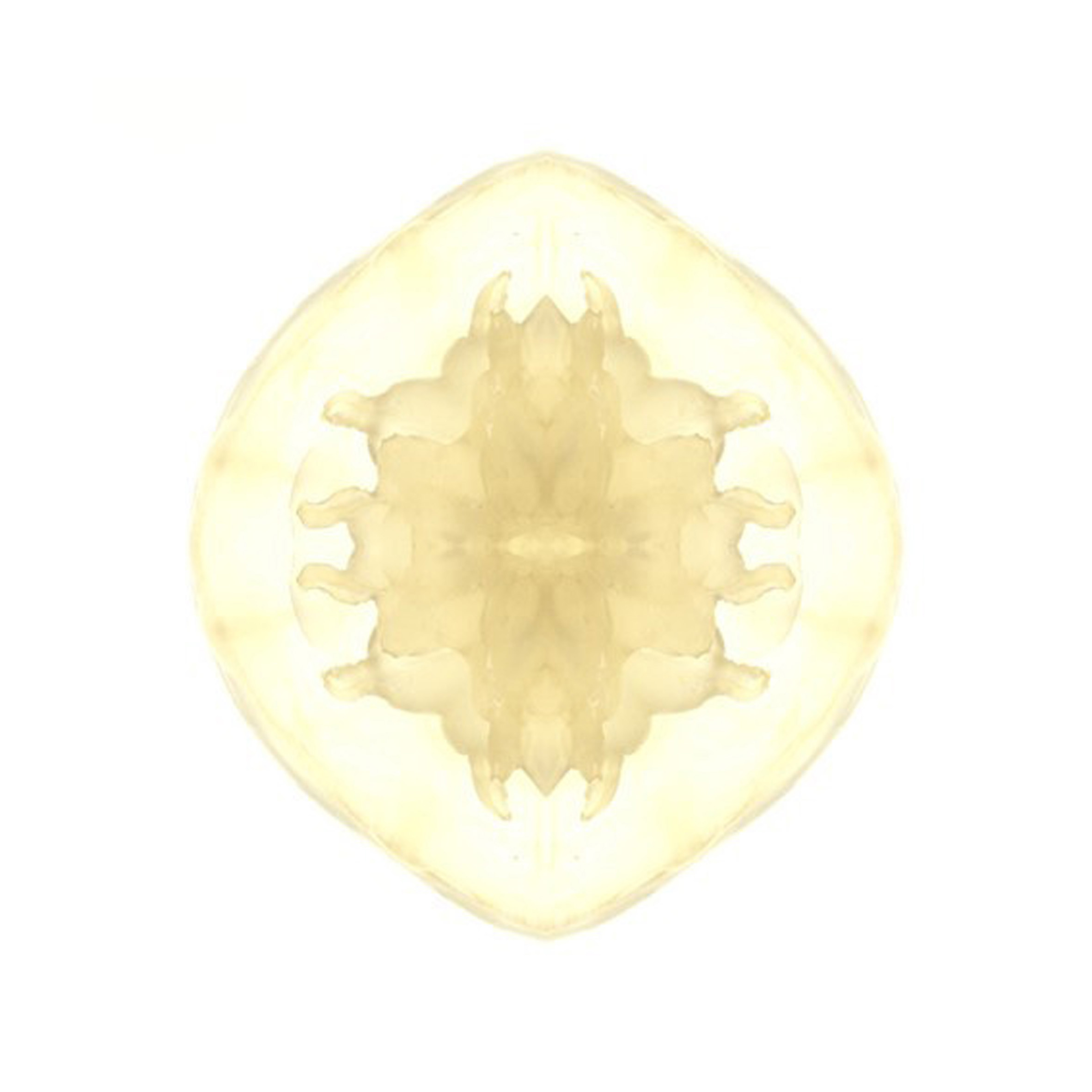 Susanne Ramsenthaler Parent AW, Strain 23-149-1, 2006 Inkjet print 24 x 24 inches