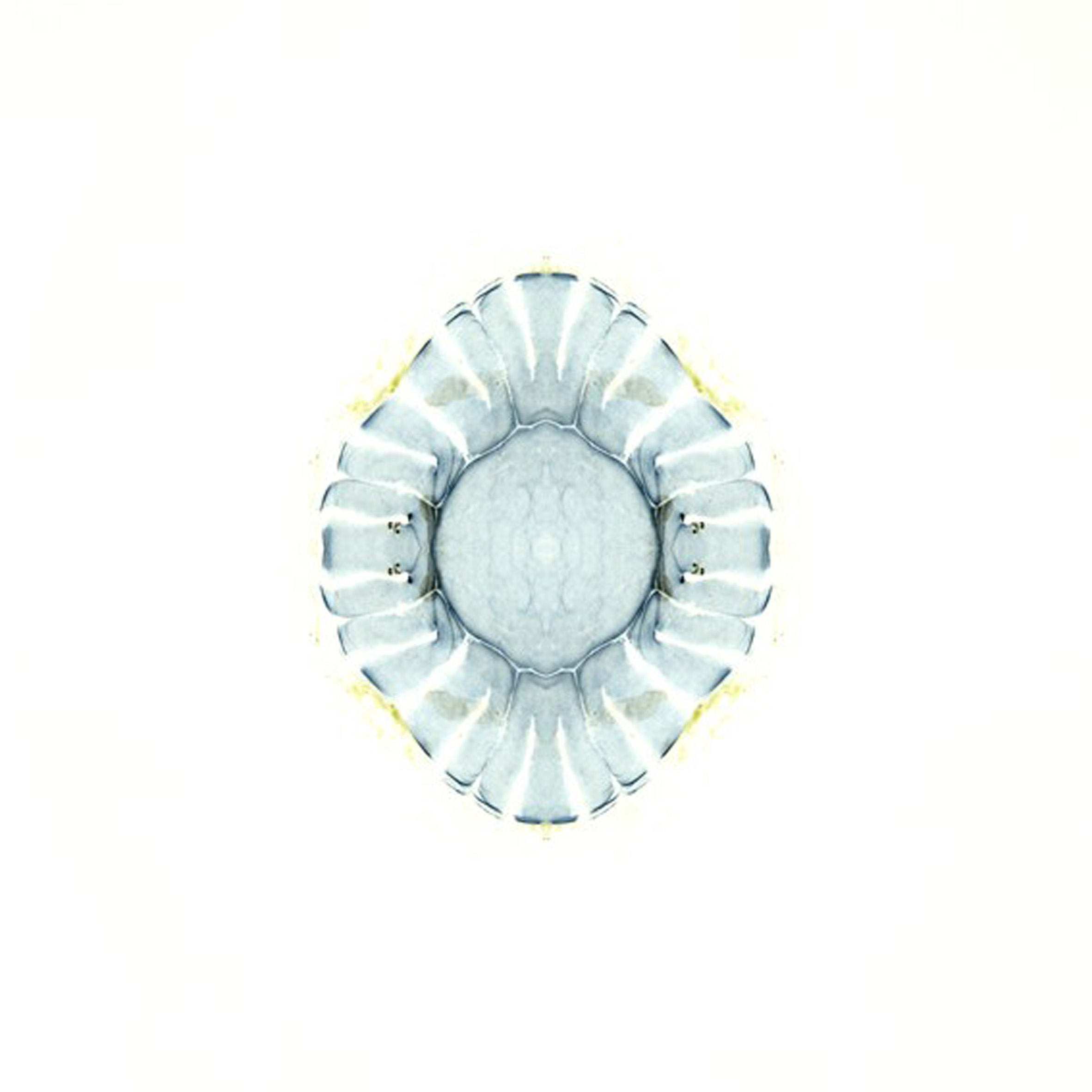 Susanne Ramsenthaler Parent CL, Strain 3-142-1, 2006 inkjet print; 24 x 24 inches