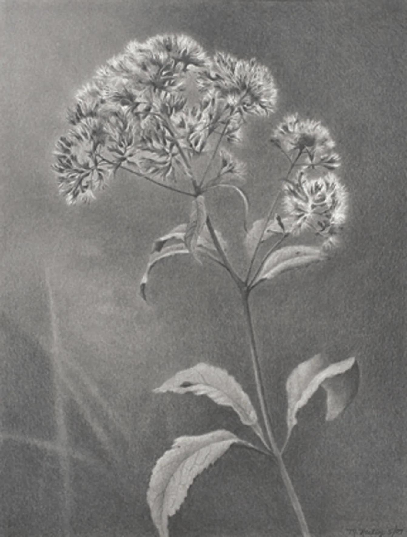 Mary Reilly Nature Study, Harlem Meer , 2007 Graphite on paper 18 x 13 1/2 inches