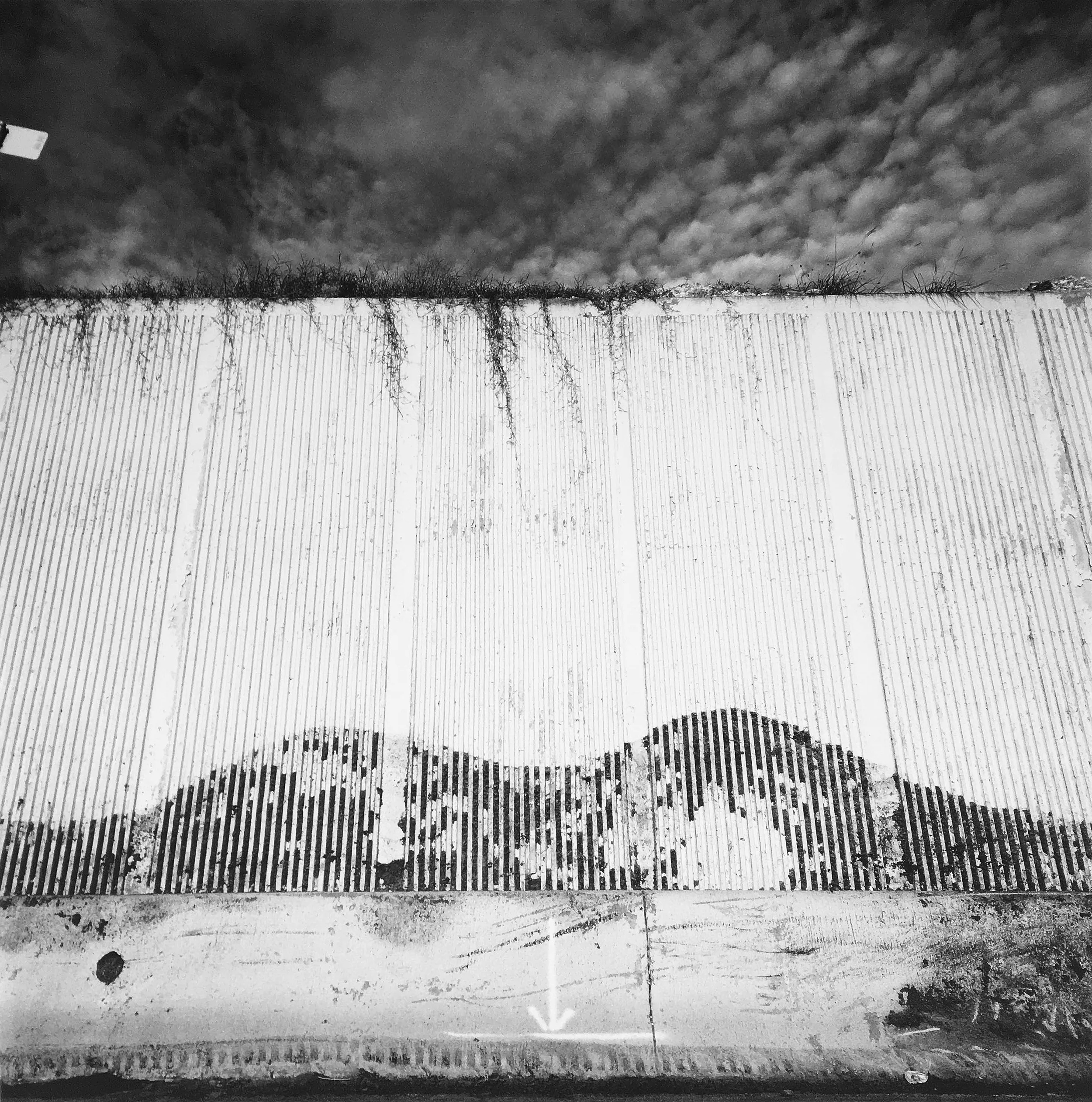 Eric Tomberlin Buffalo Roam , 2005 inkjet print 46 x 46 inches