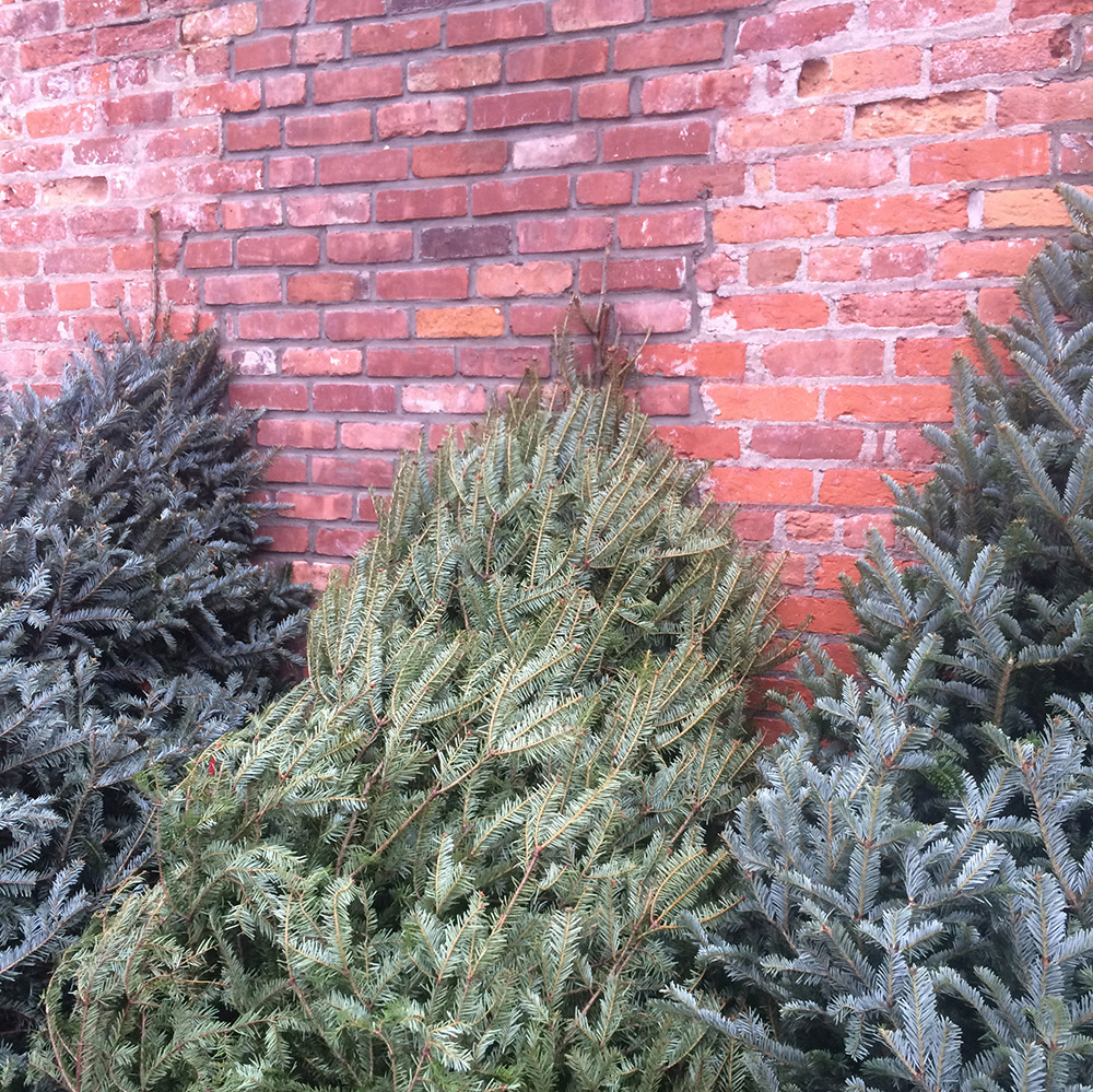 these beauties were not yet picked up for the holiday and I wondered ... where do they go?