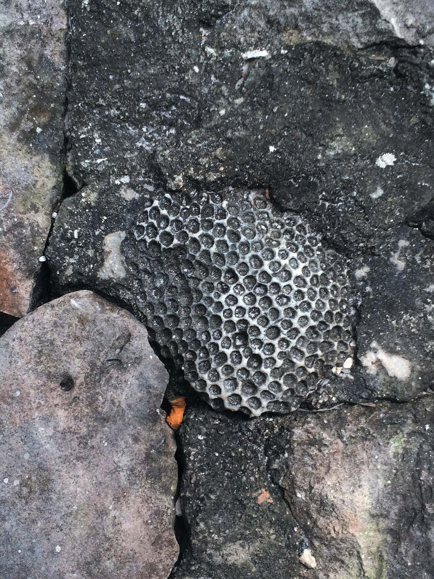 stone.coral.jpg