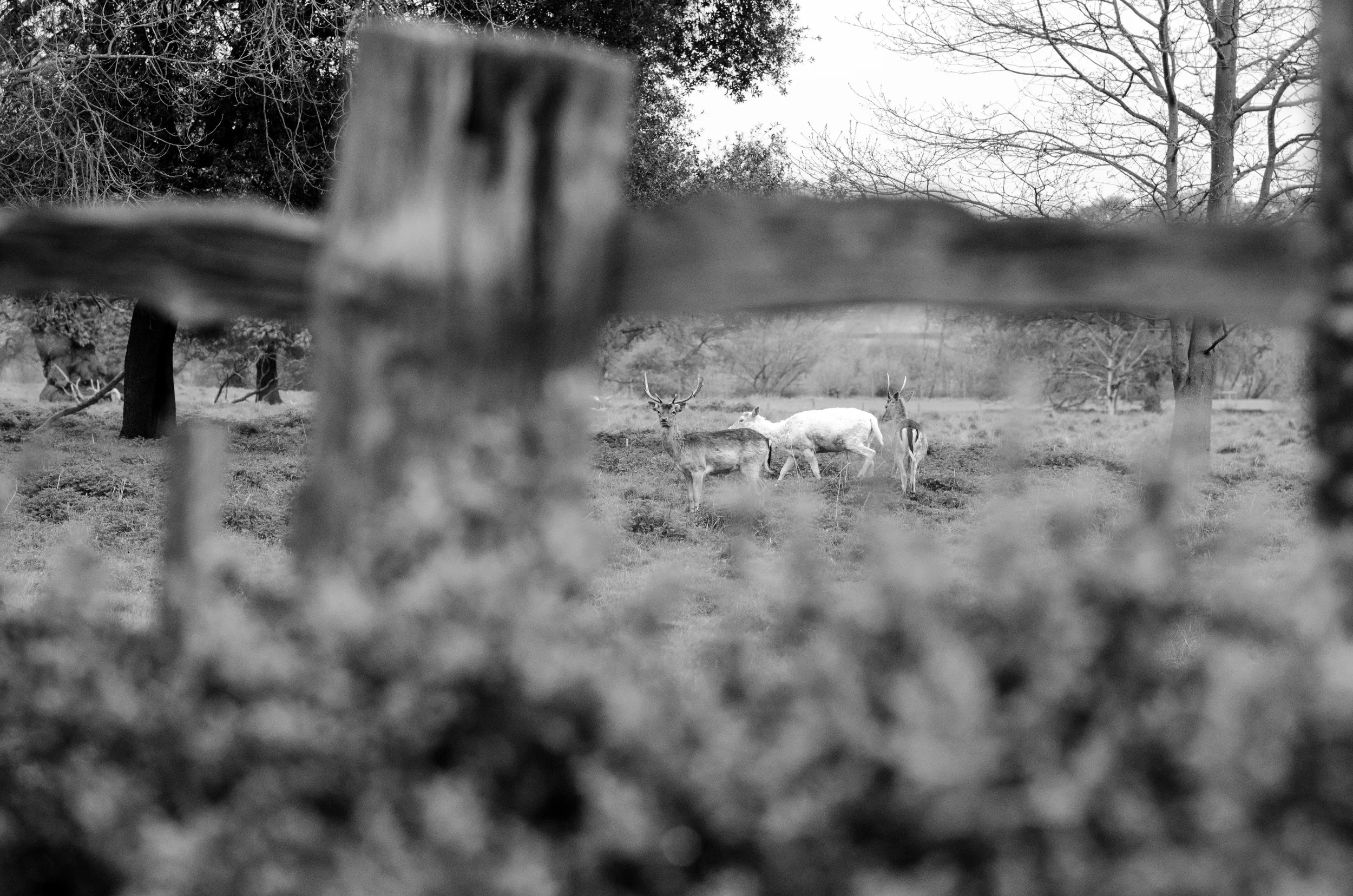 DSC_0597.jpg