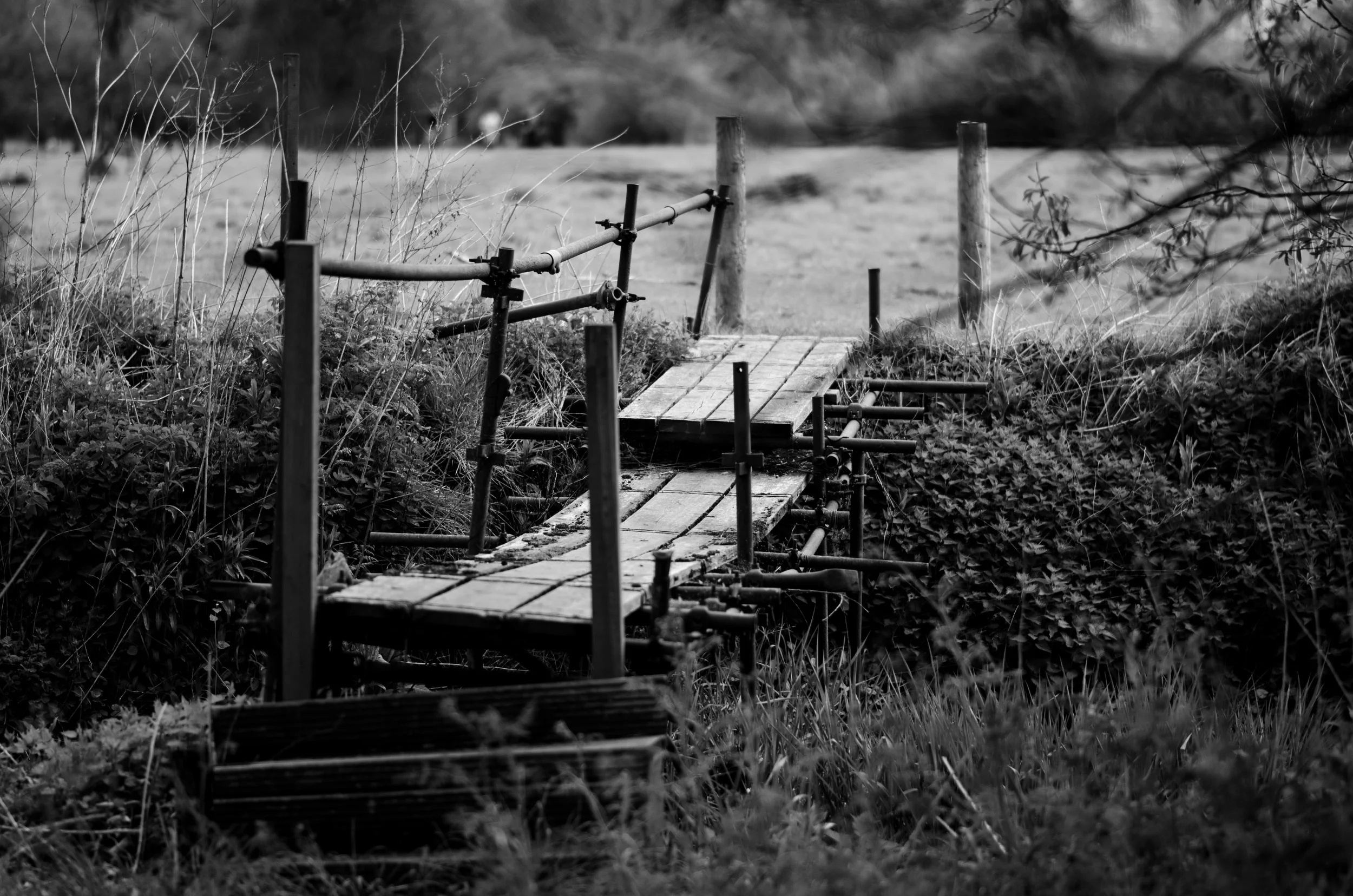 DSC_0709.jpg