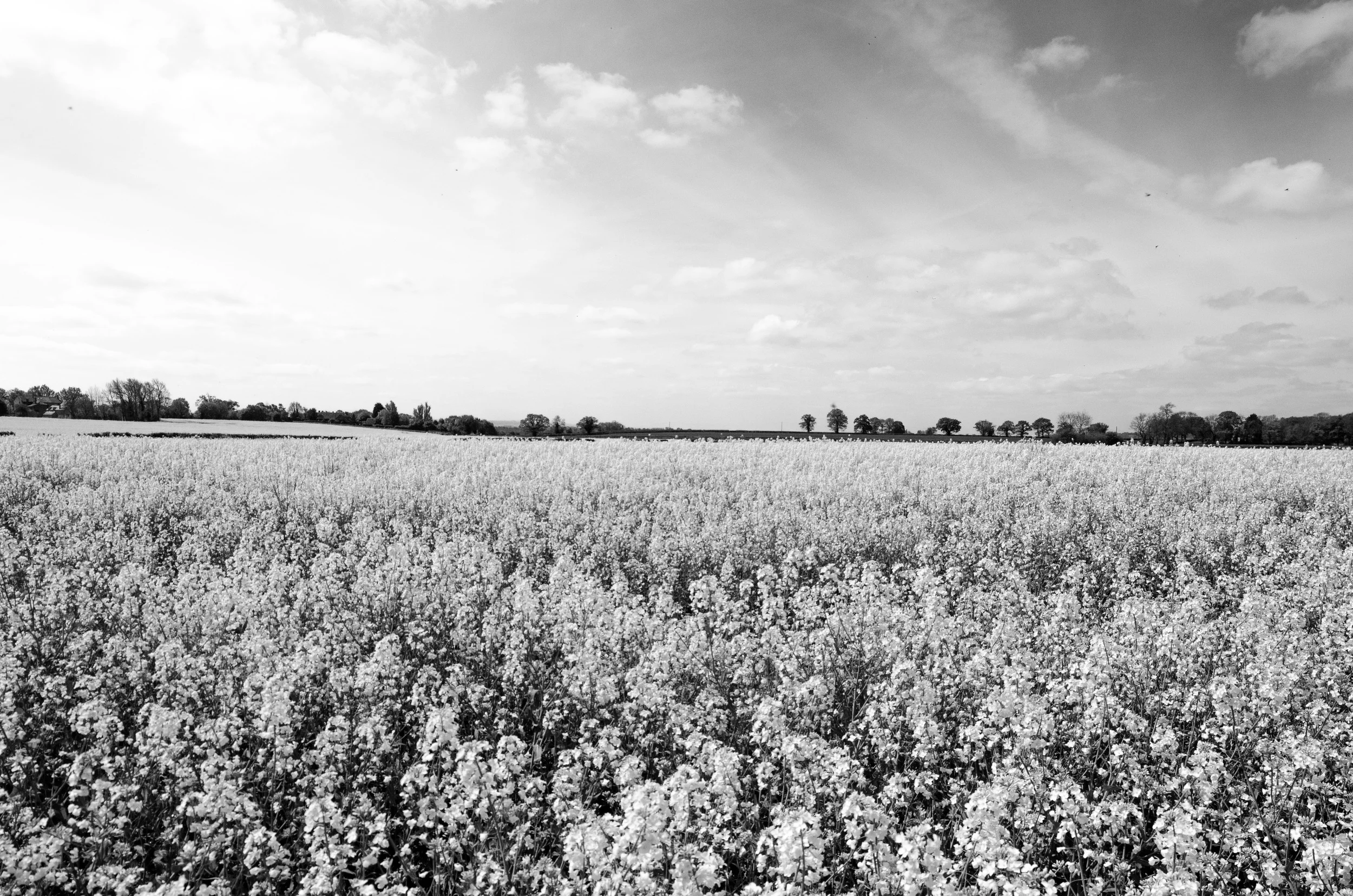 DSC_0766.jpg