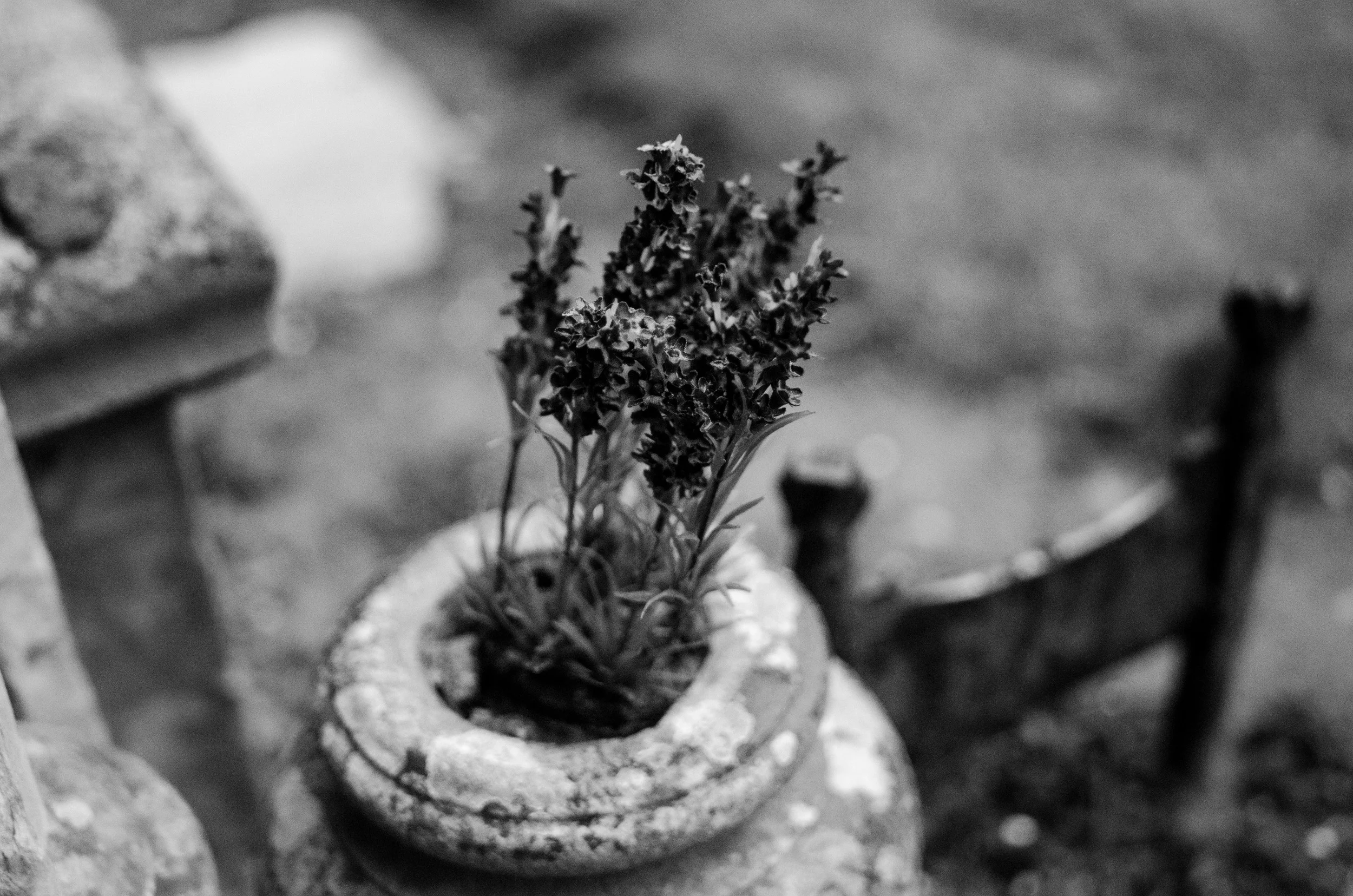 DSC_0797.jpg