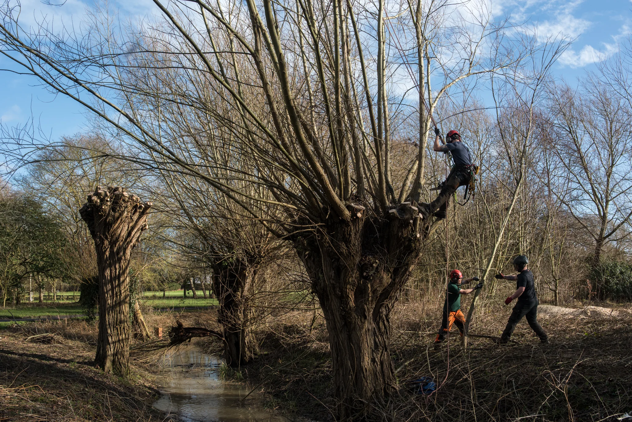 Tree Pollarding In Stratford-upon-Avon 2018