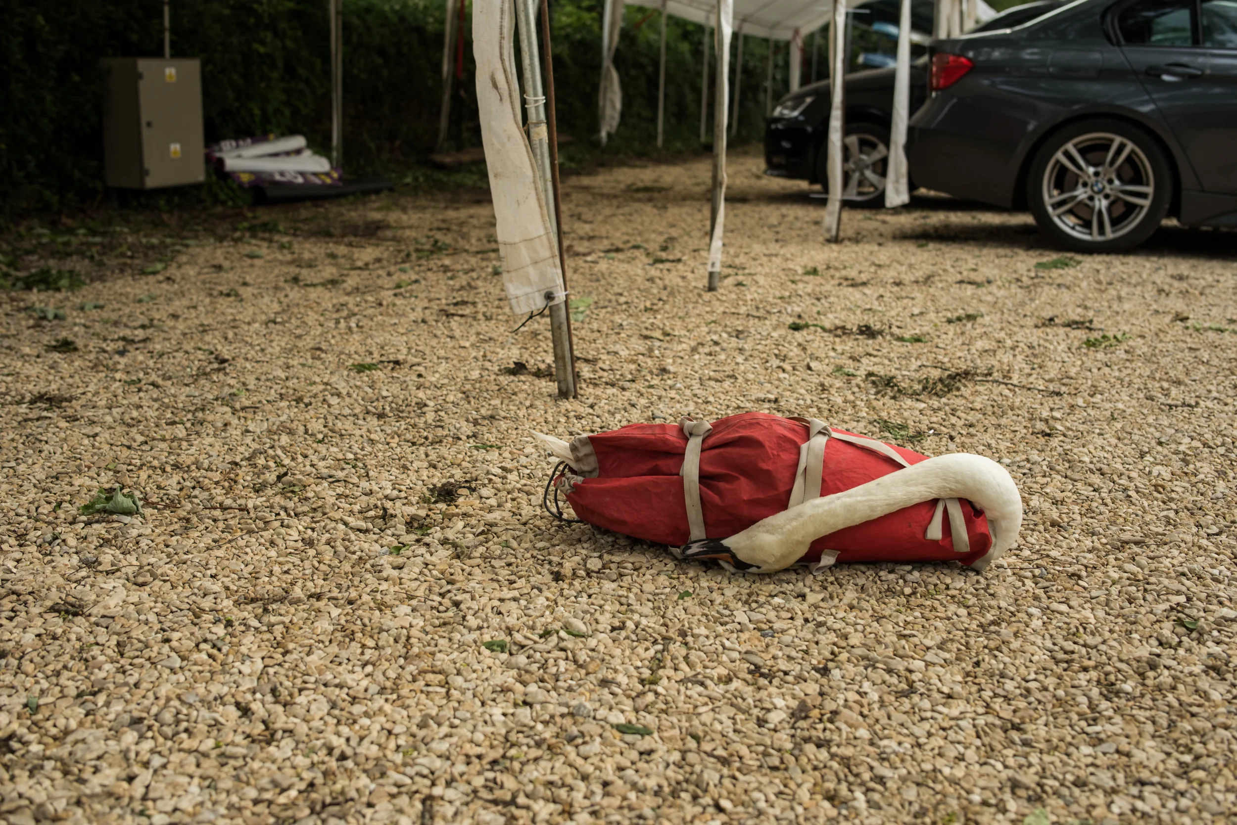 A Swan Lying Dead, Poisoned By Lead. Stratford-upon-Avon, England, 2017