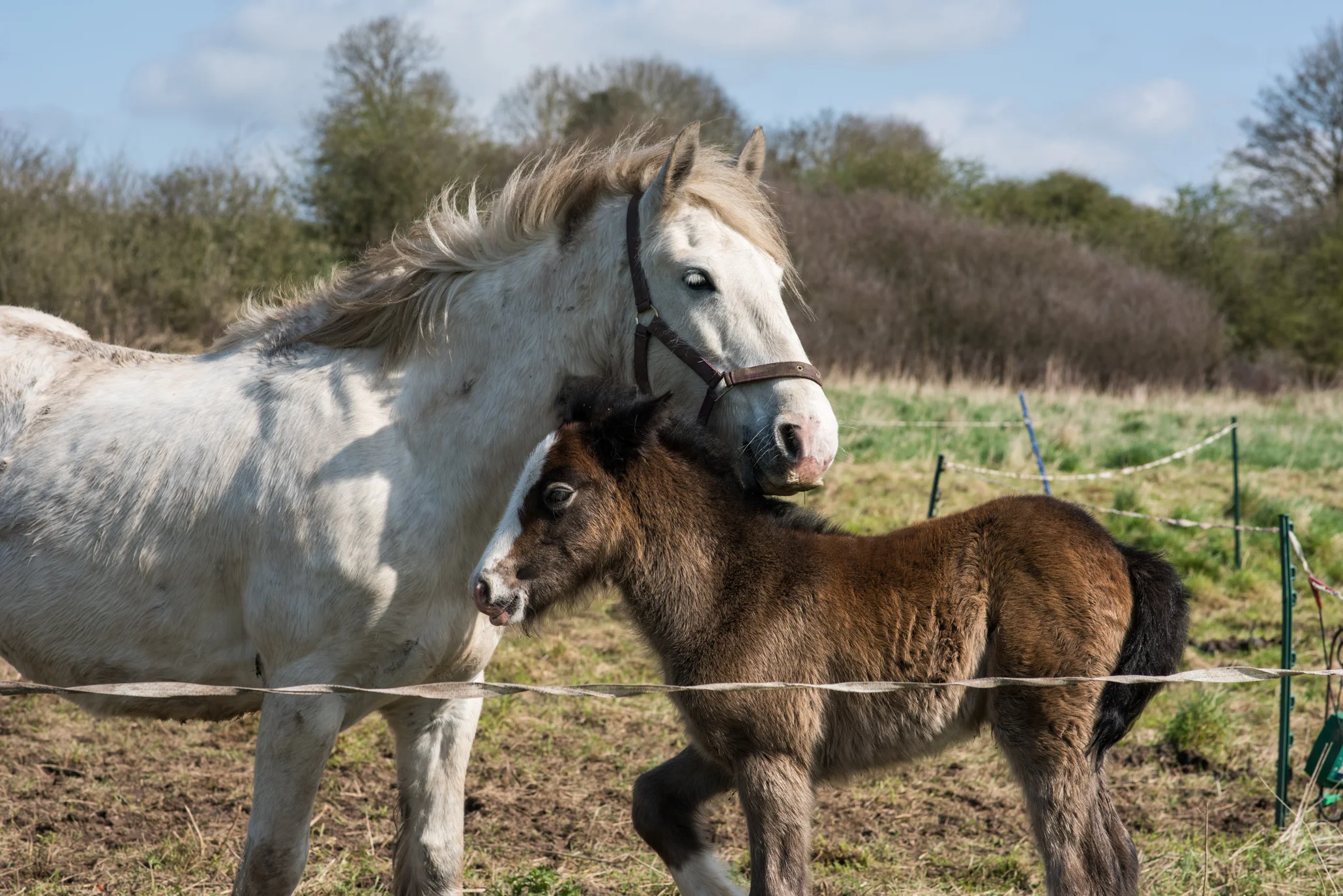 Hazel and her daughter Catkin in an electric fence rather than a chain and tether