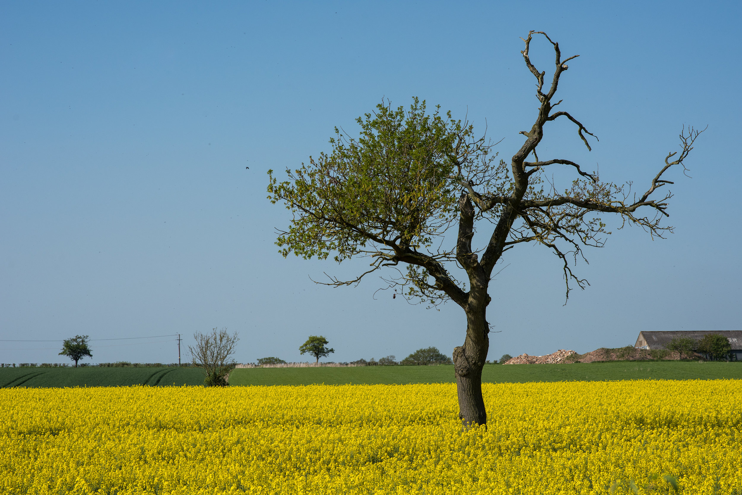 _DSC8357.jpg