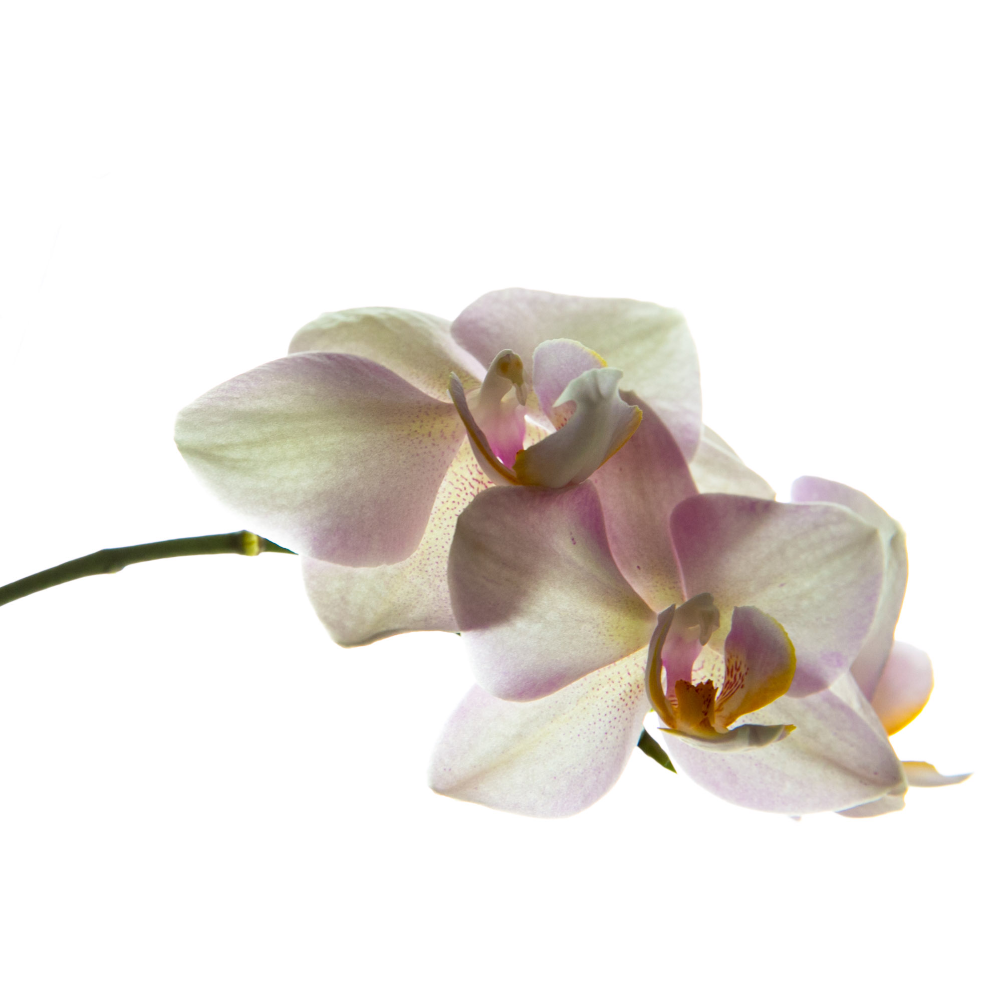 Wenn ich mit einem SLR System gut eingespielt bin, schaffe ich es auch, bei längeren Belichtungszeiten noch brauchbare Fotos zu machen. Hier eine Blüte bei 70mm Brennweite und 1/30 Sekunden Belichtungszeit - die Faustregel besagt, dass ich eine Belichtungszeit von 1/70 Sekunden oder kürzer benötigt hätte, um ein scharfes Foto zu machen. Das ist der Lichtunterschied einer Blende oder in anderen Worten die doppelte Lichtmenge beim aufgenommenen Foto.
