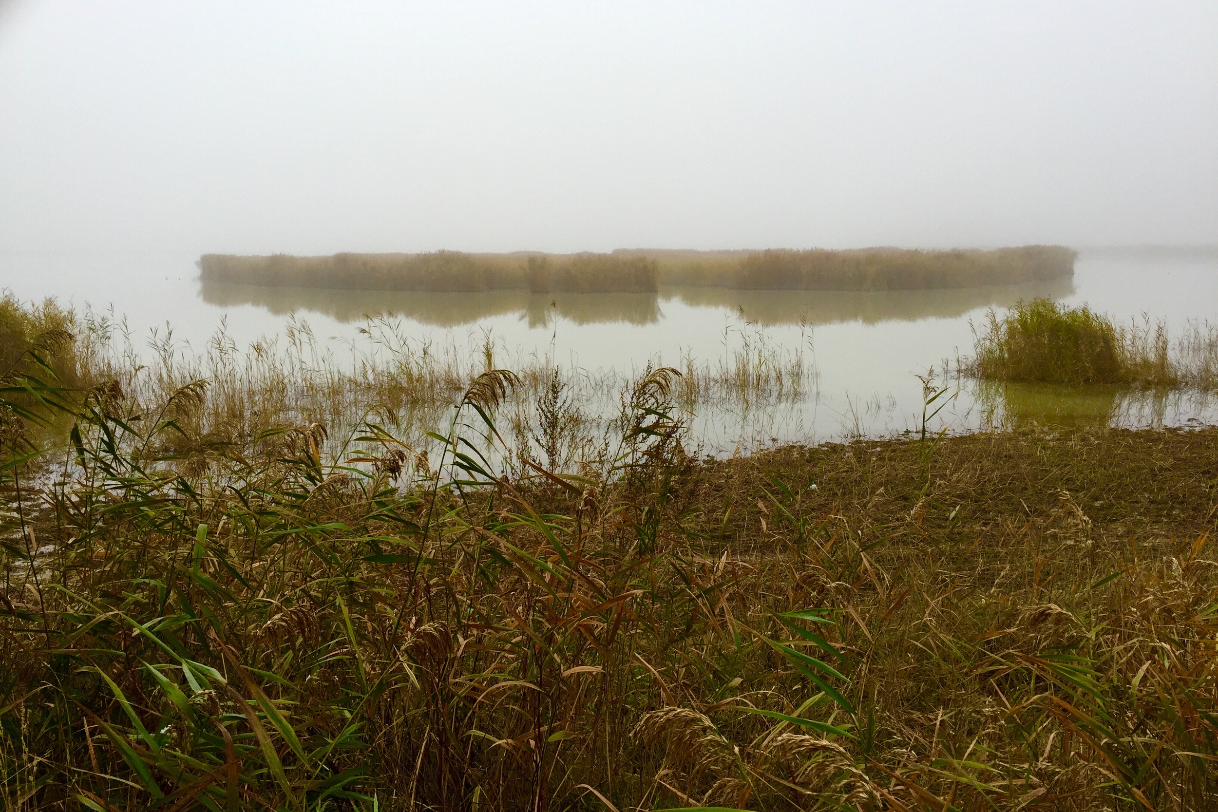 Darscho im Nebel