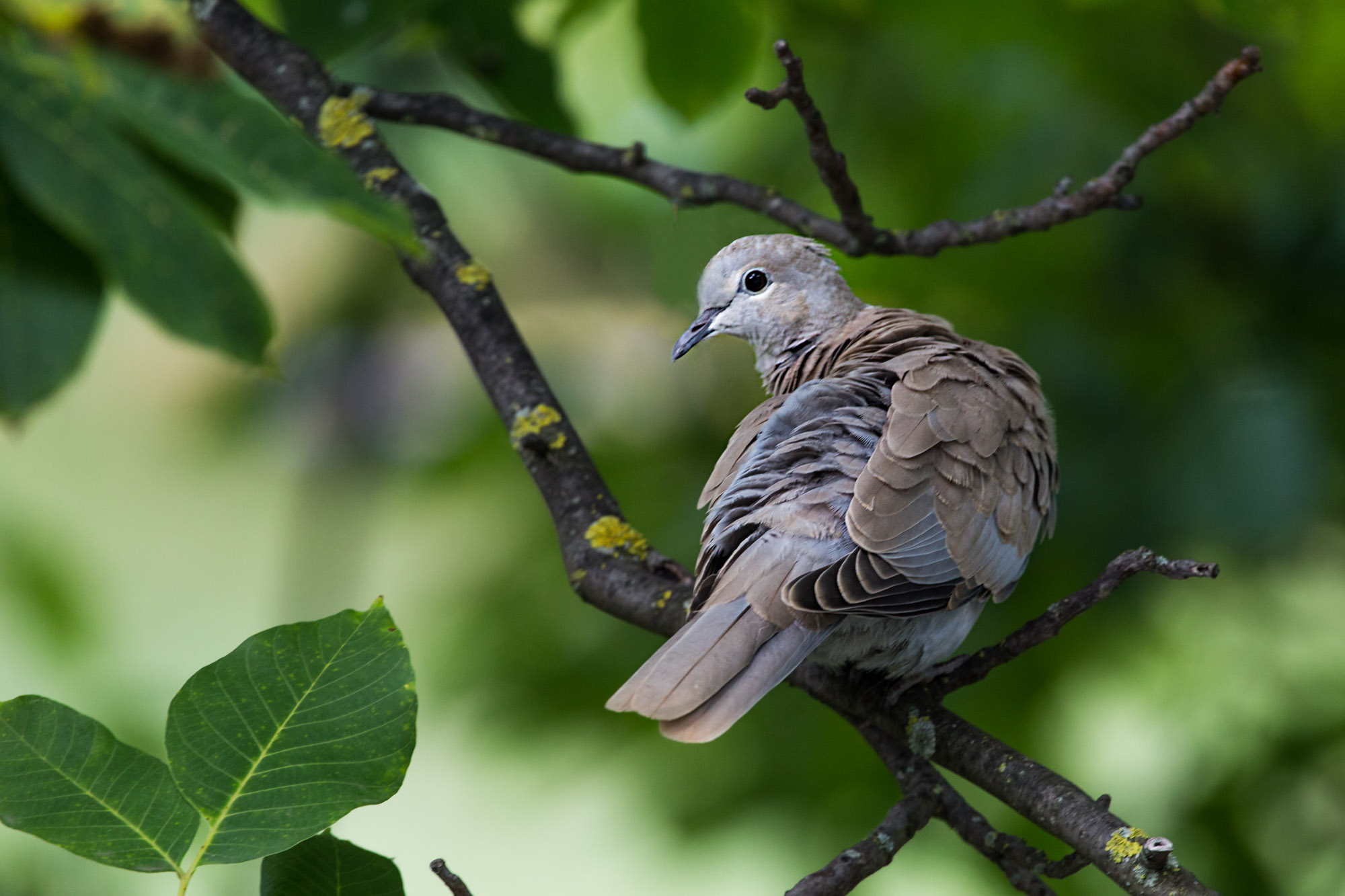 Wildlife beginnt erst bei 300 mm Brennweite richtig interessant.