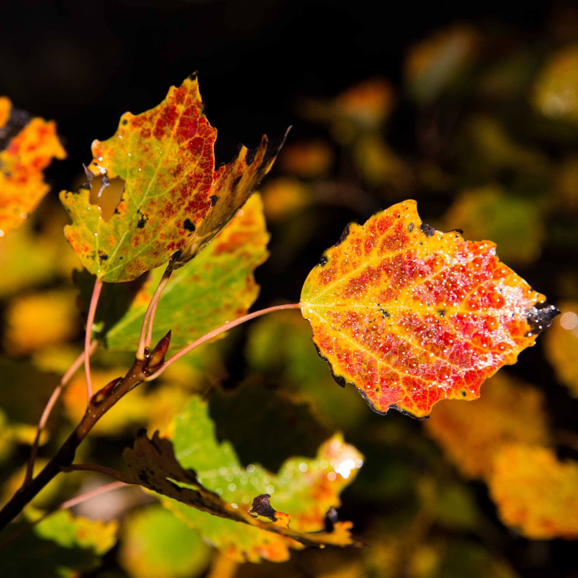Canon EOS 6D mit EF 24-70/2,8 II L IS bei 70 mm, f/8, 1/250 sec, ISO 100