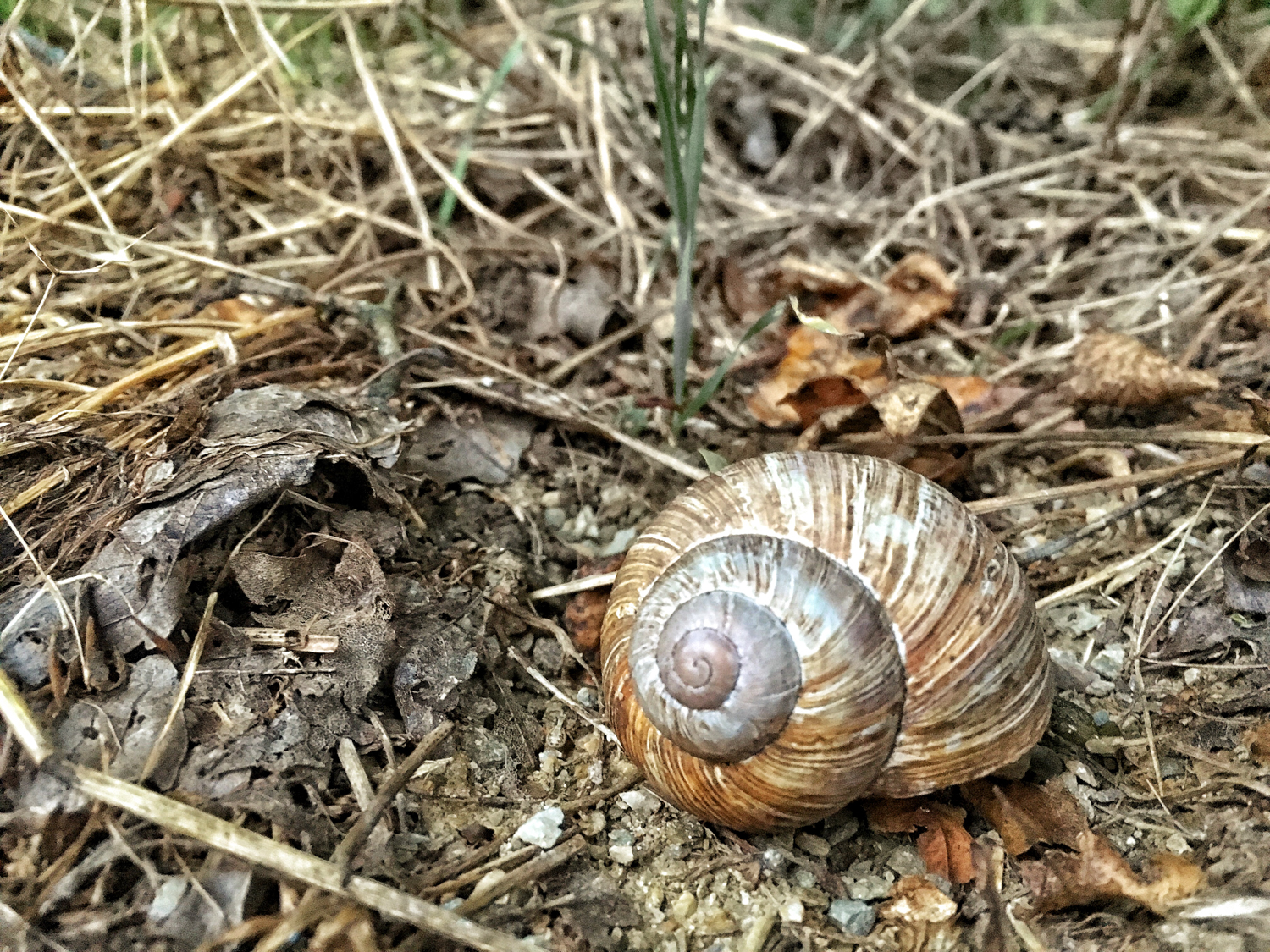 Siebenhirten, Wien