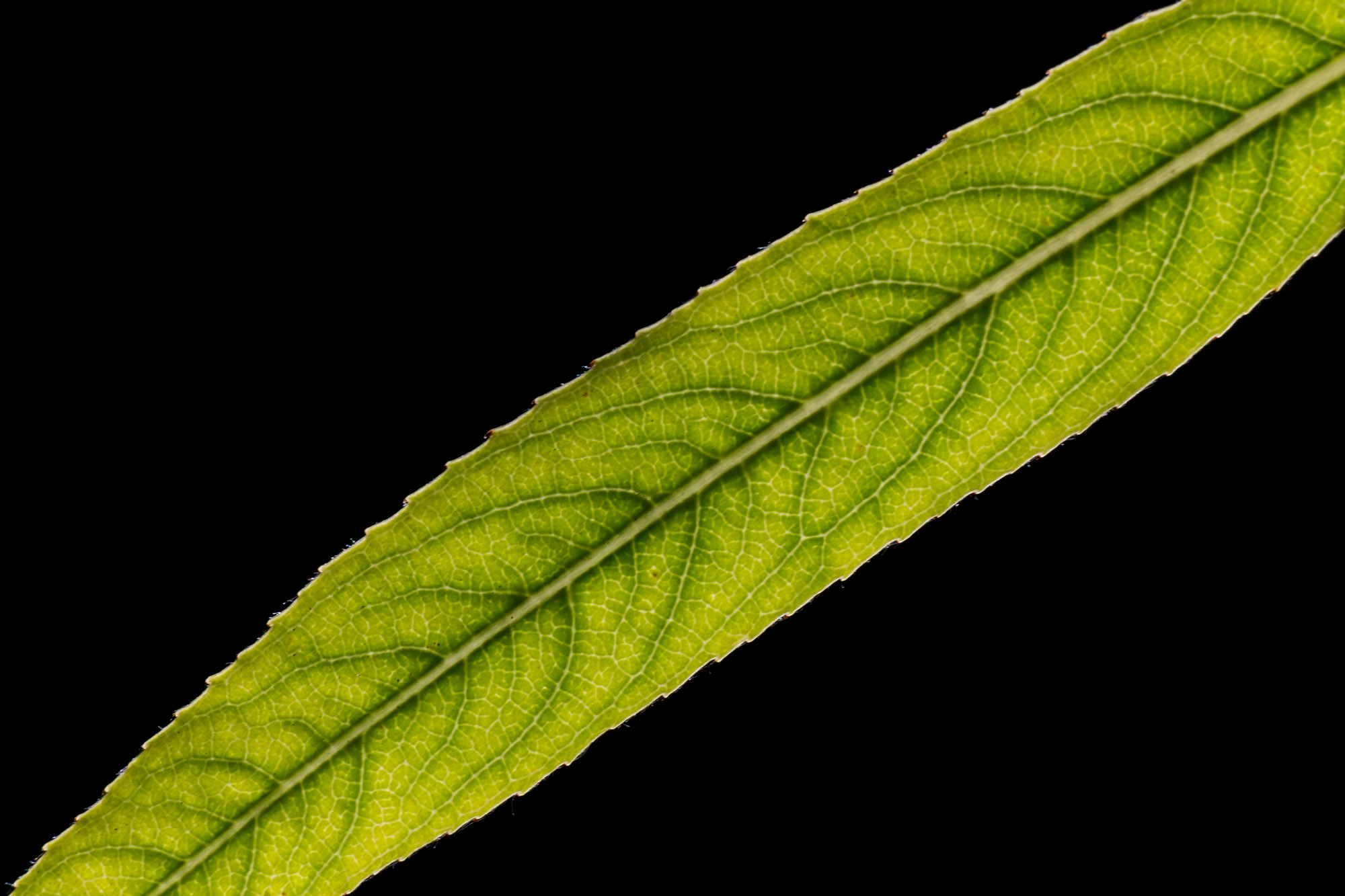 Blatt aus der Nähe
