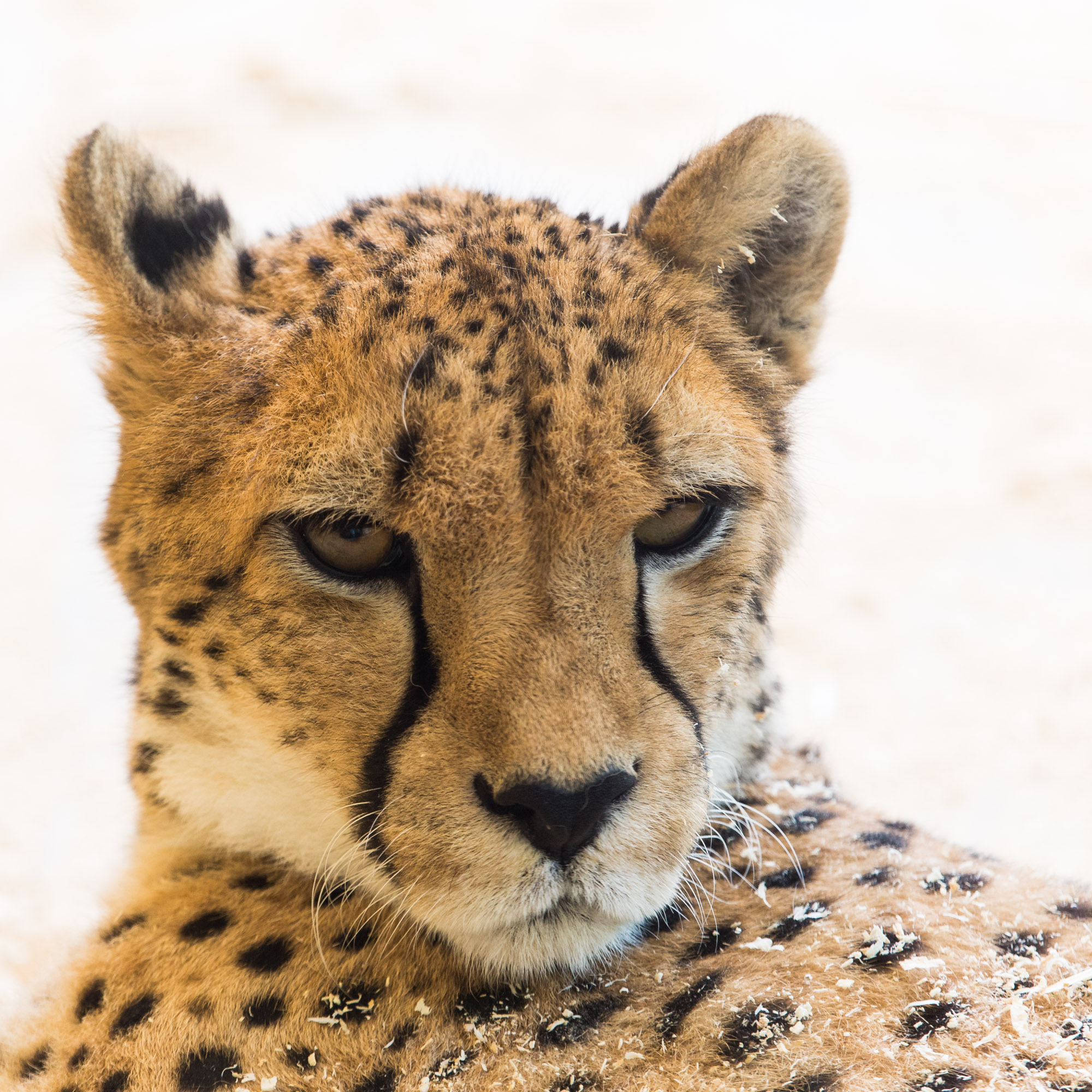 Aus dem Tierpark Schönbrunn