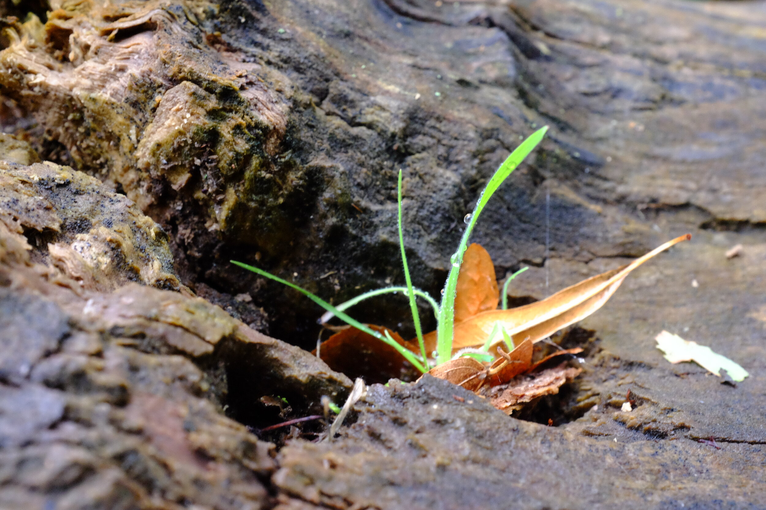 Natur finds a way, London 2019