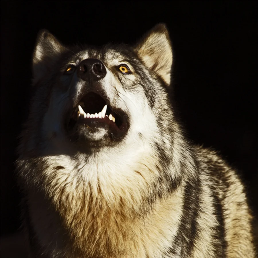 Gray Wolf. Florida.