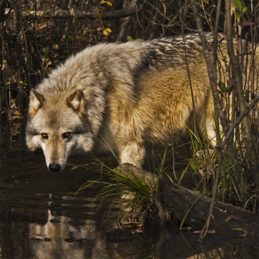 Gray Wolf. Florida.