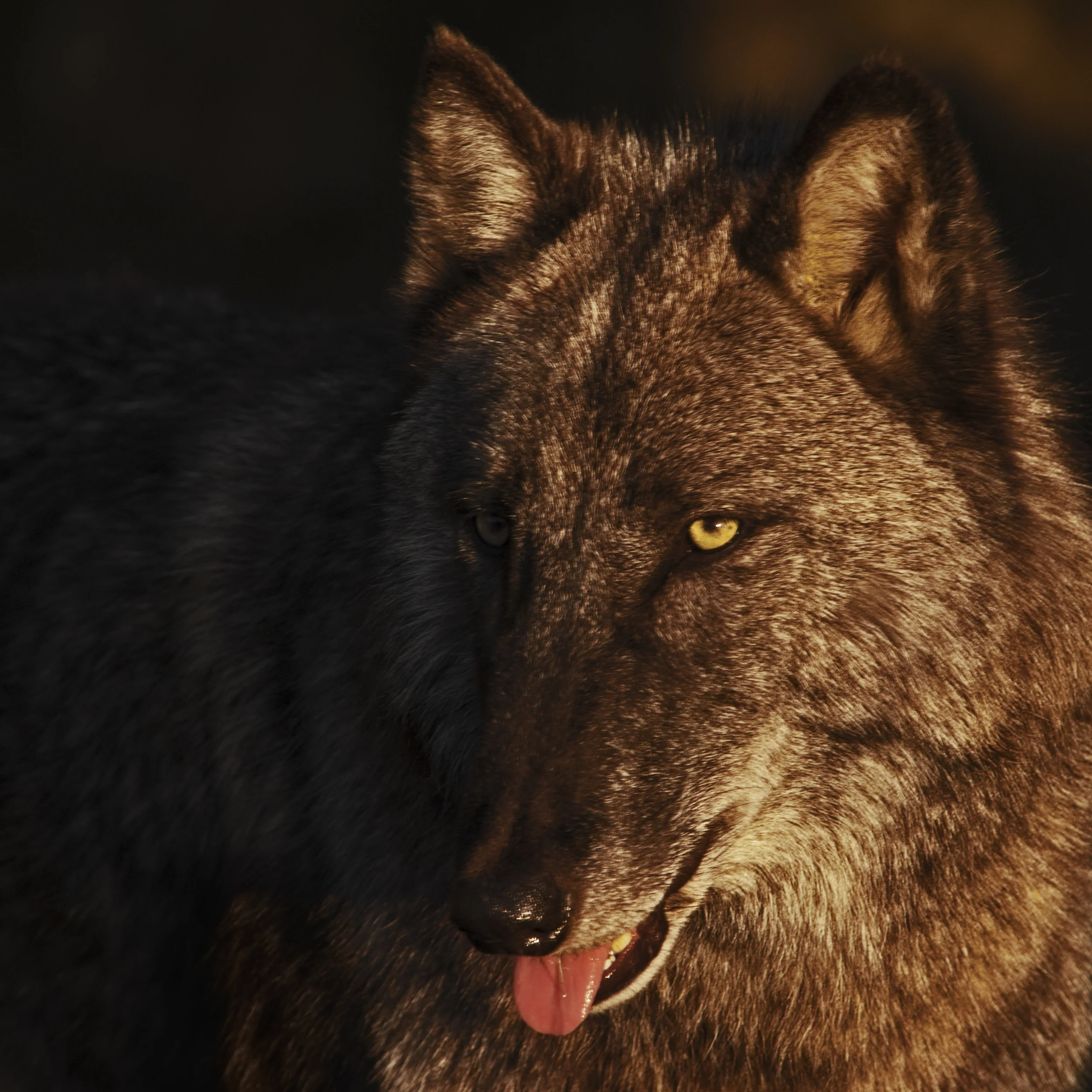 Gray Wolf. Florida.