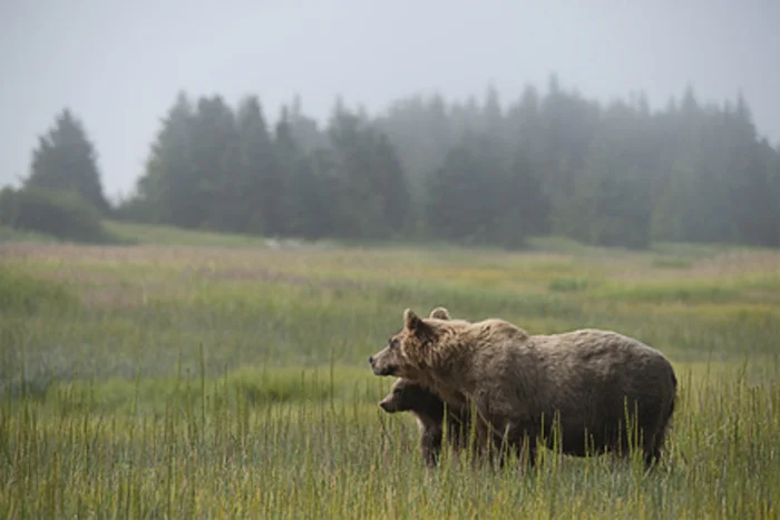 Grizzly Sow and Cub in Fog