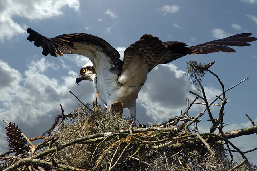 Osprey