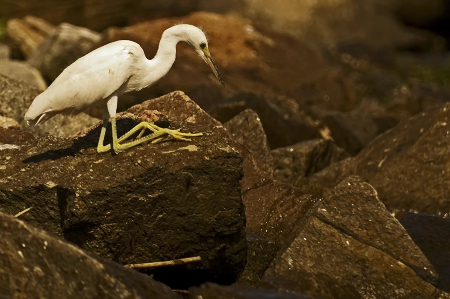 Fledgling on the Rocks