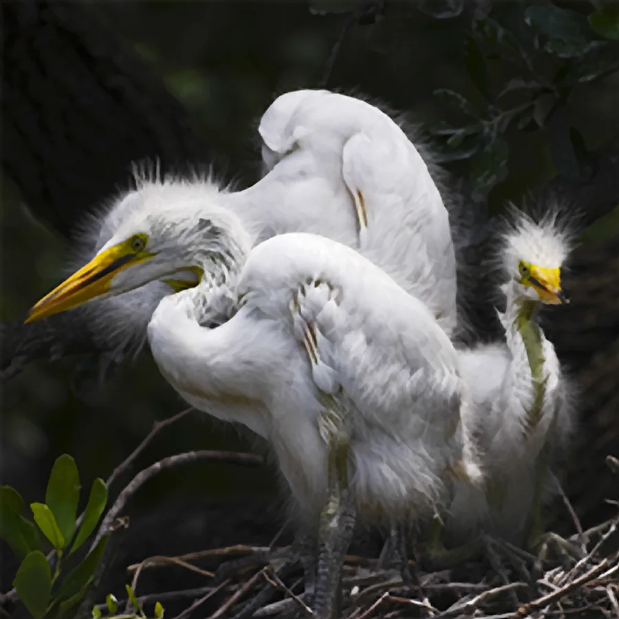 Snowy Egret Chicks