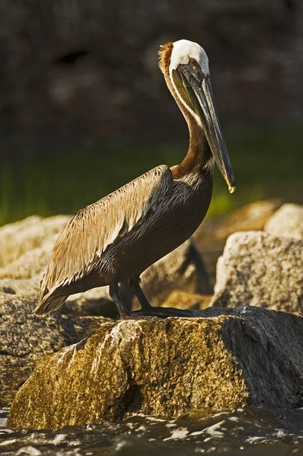 Brown Pelican