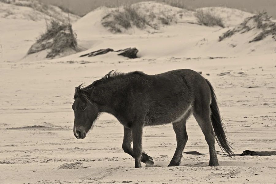 SINKING IN THE SAND -- WILD MUSTANG ON THE OUTER BANKS OF NORTH CAROLINA