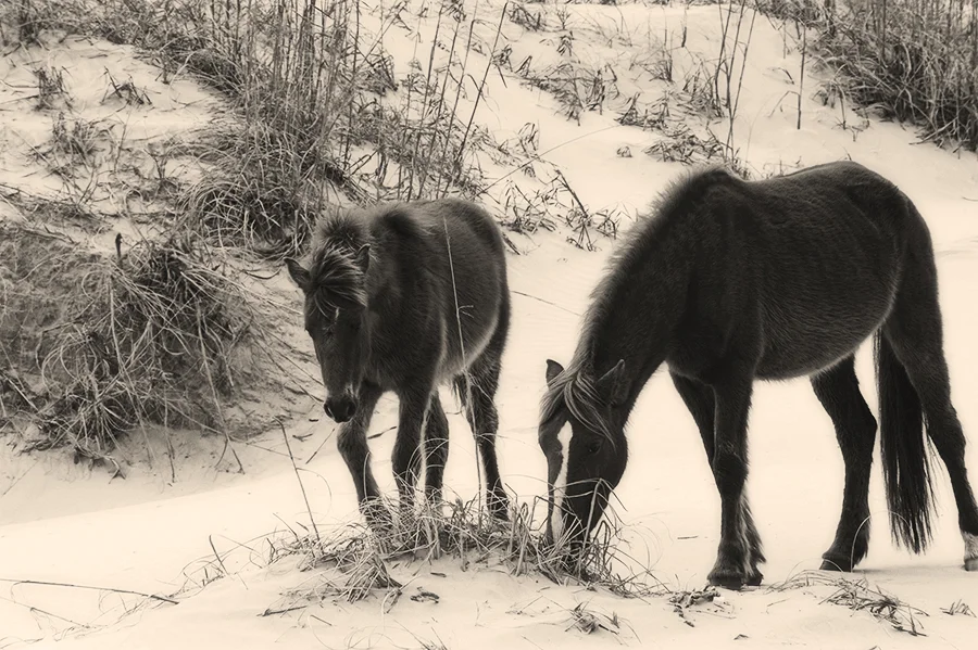 MUNCHING TOGETHER -- WILD MUSTANGS ON THE OUTER BANKS OF NORTH CAROLINA
