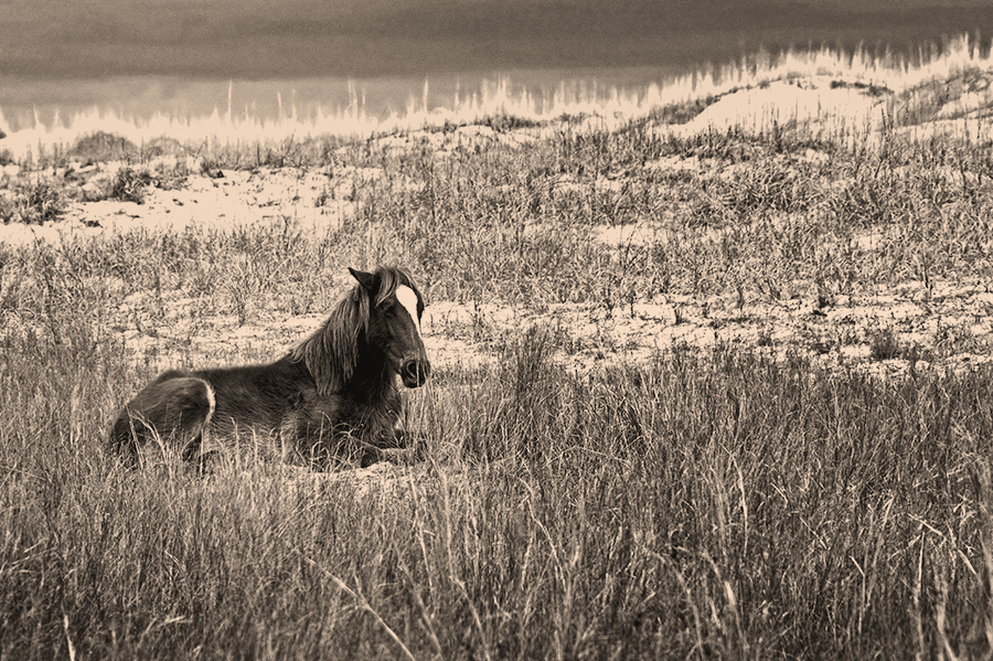 Wild Mustang on the Outer Banks