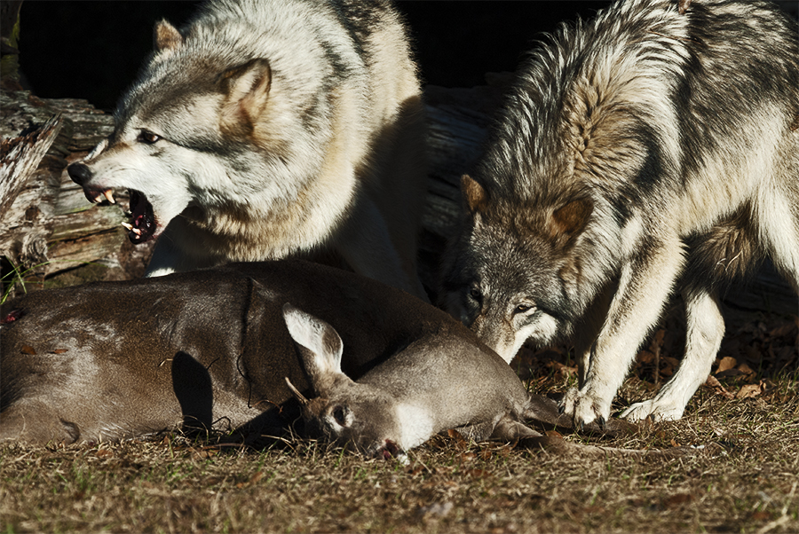 The Kill