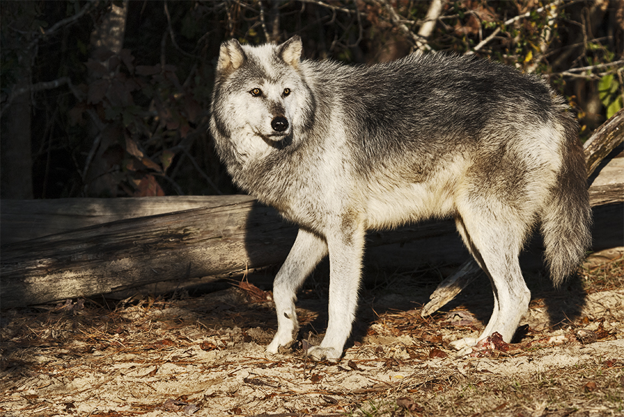 Grey Wolf