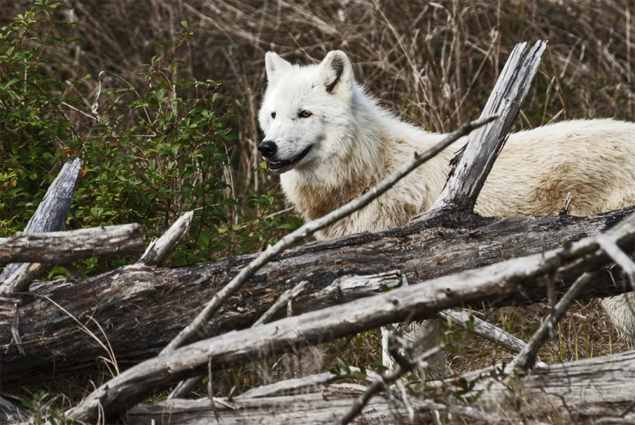 Wolf 4.jpg