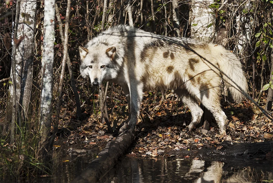 Wolf 7.jpg