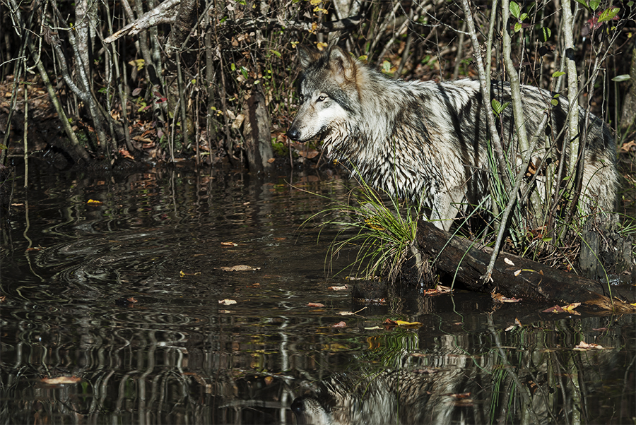 Wolf 10.jpg