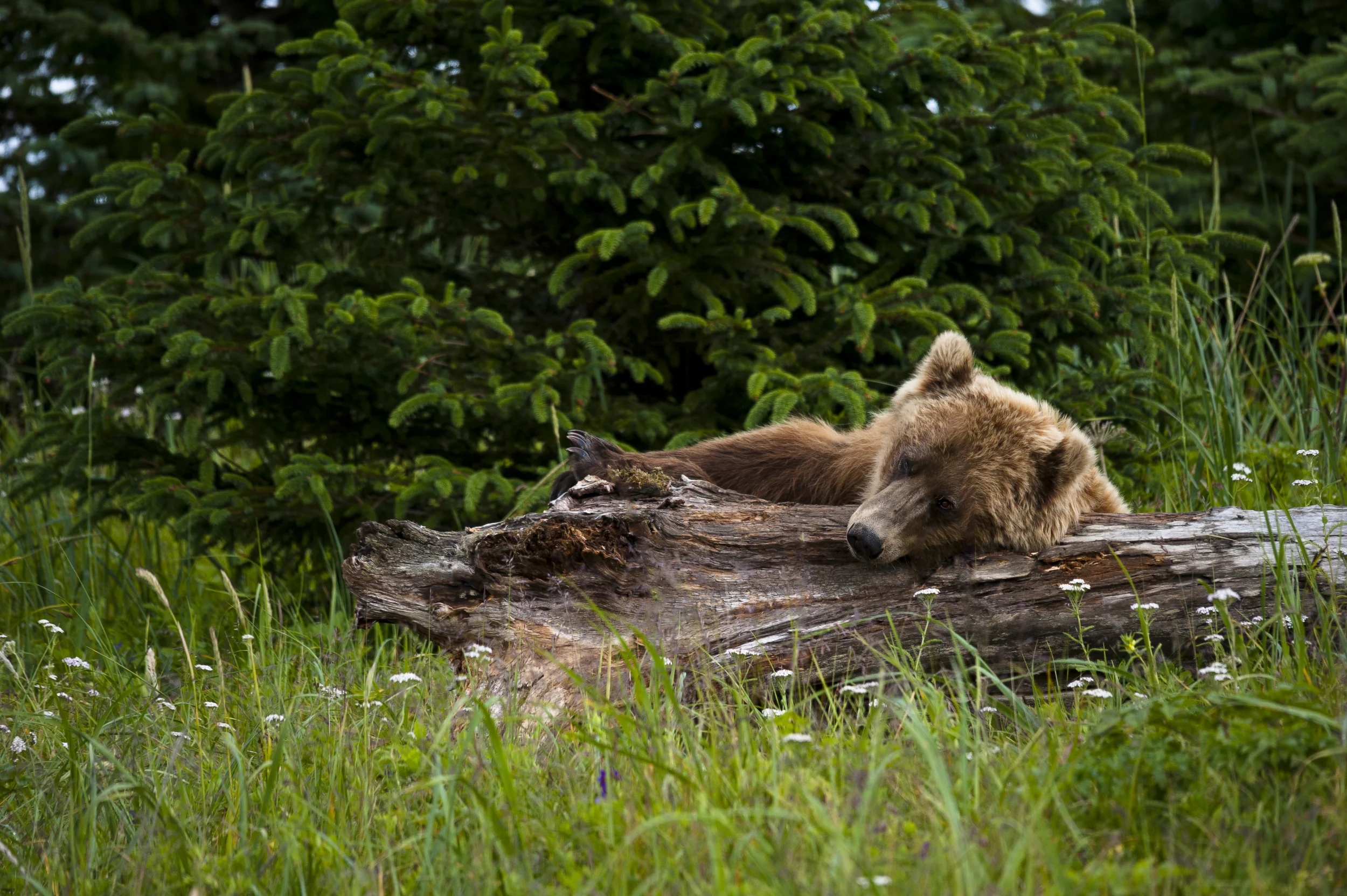 DSC_2842 Snoozing on Log.jpg