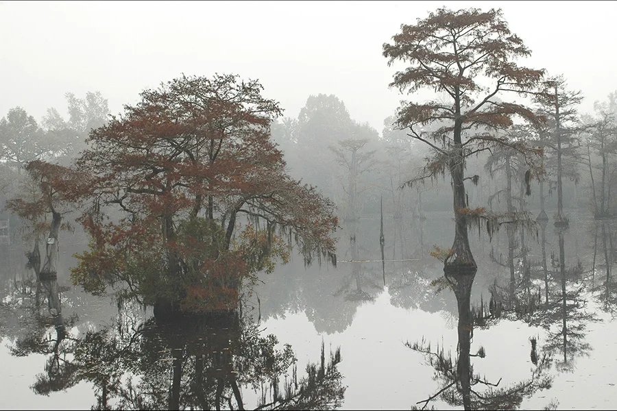 Autumn Fog.jpg