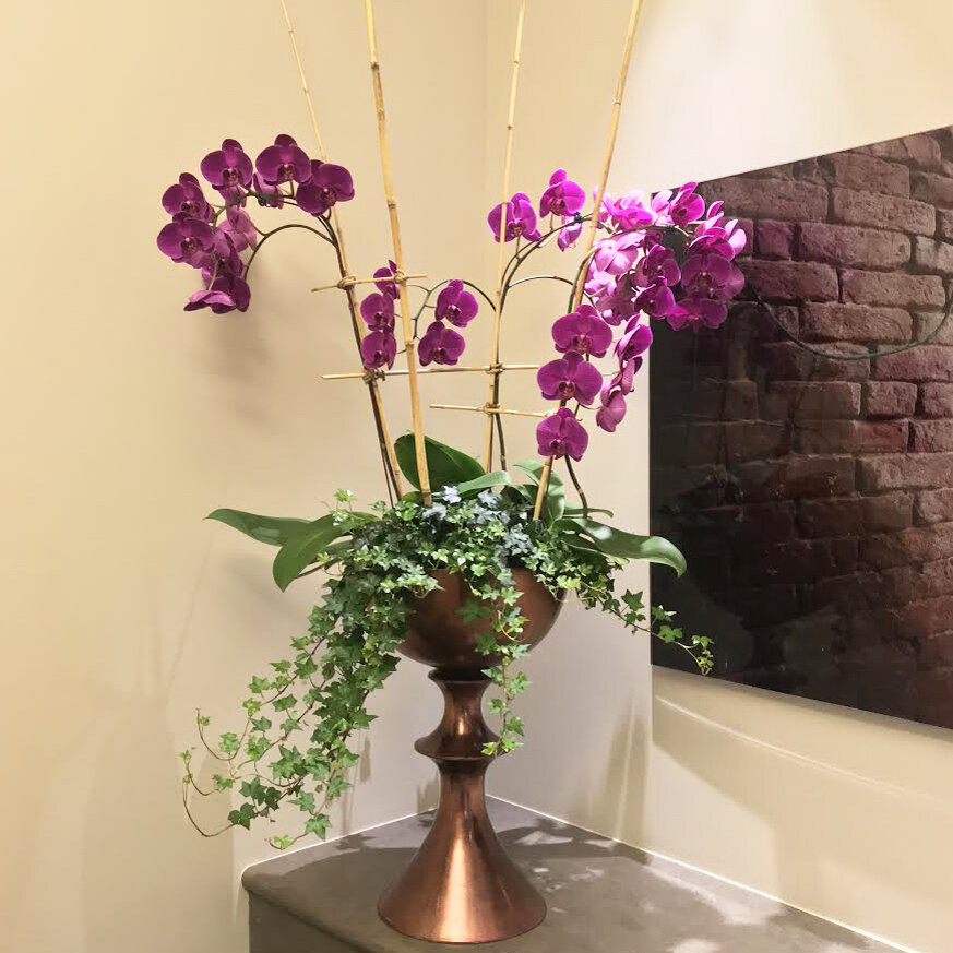 Orchid plants for delivery - Denver Metro Area - The Flower House.jpg