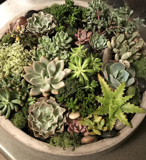 Plants  The Flower House