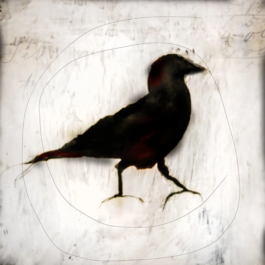 walking crow.jpg