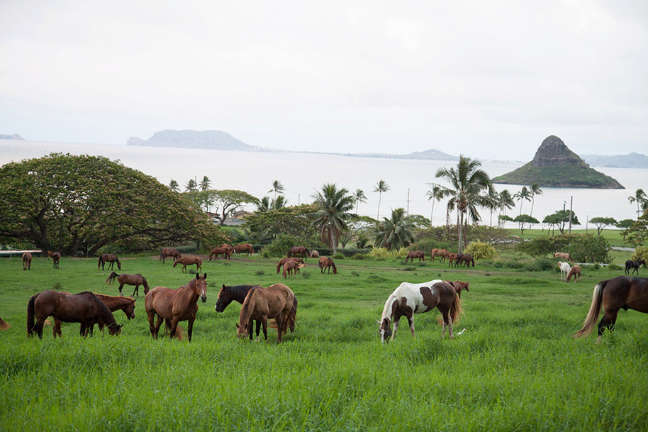 Kualoa-Ranch-Wedding-1.jpg