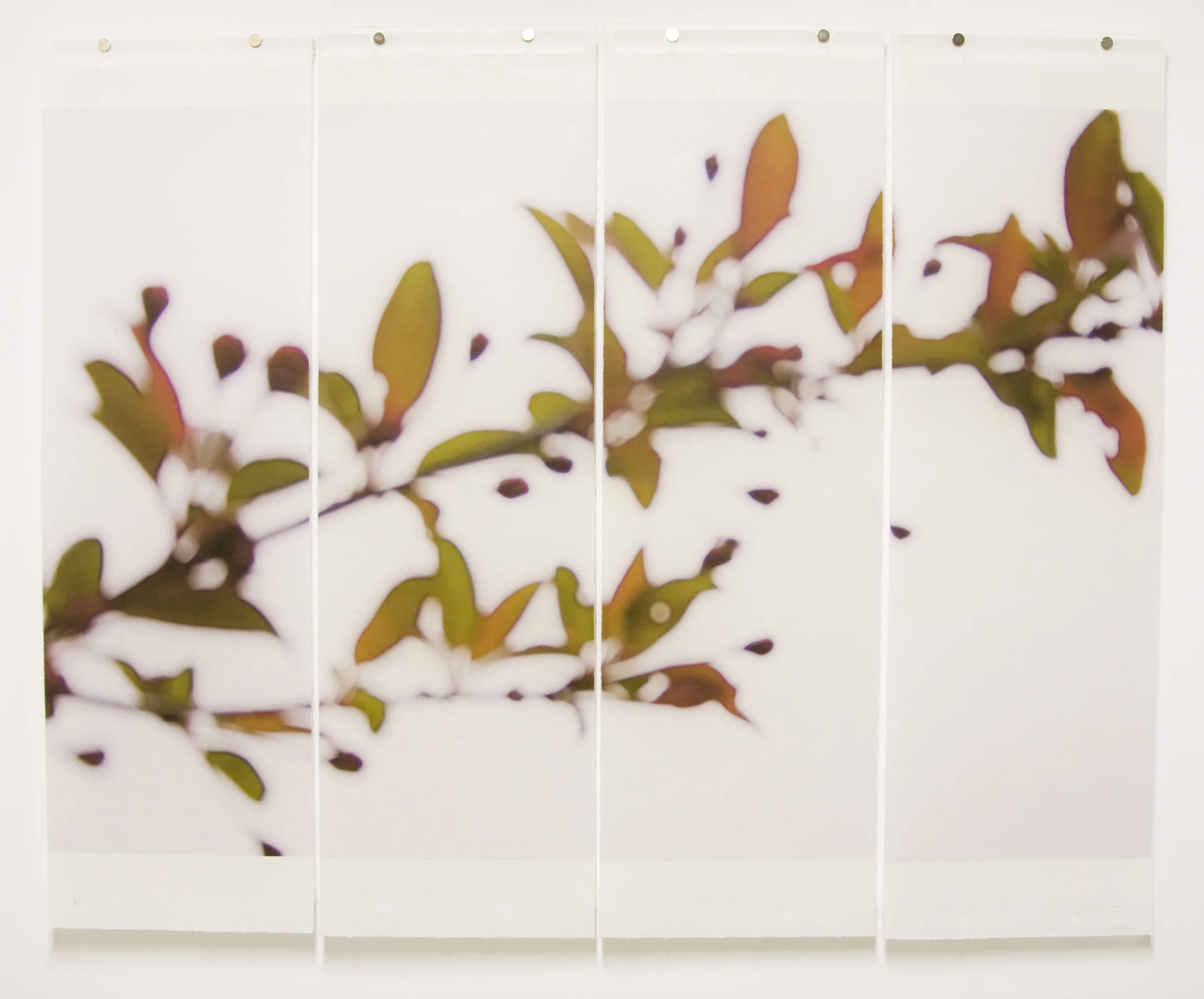 Crabapple, No.2