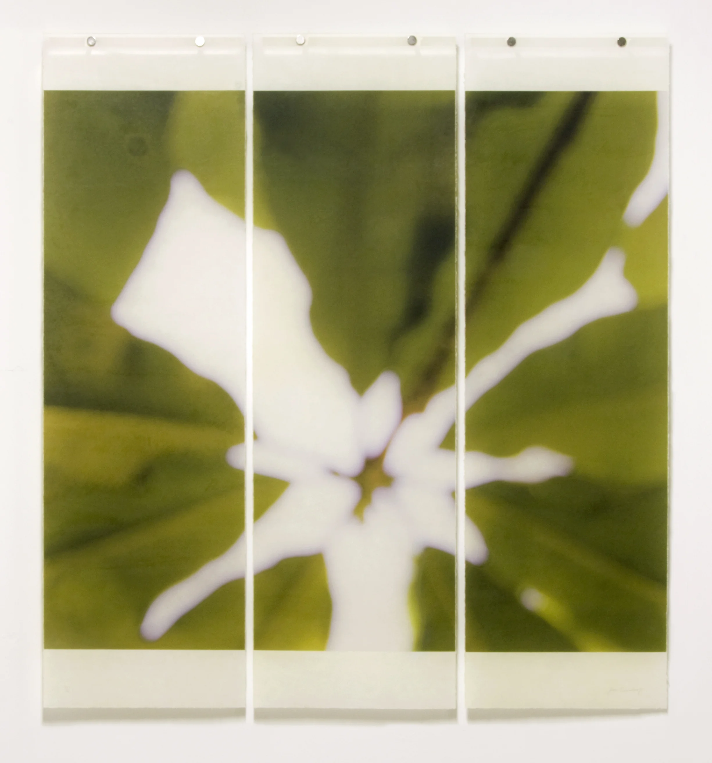 Giant Magnolia