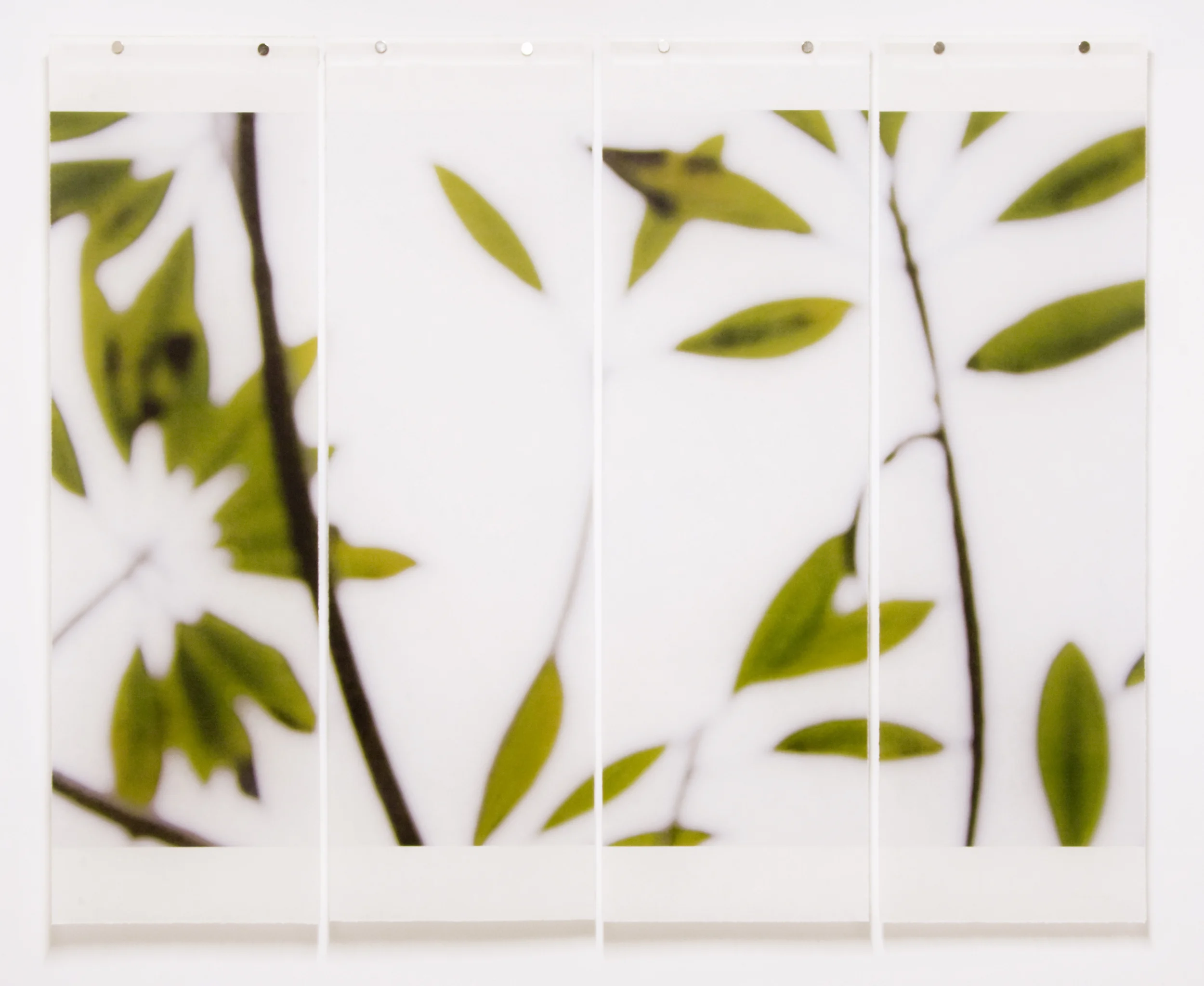 Winter Plumeria, No.5